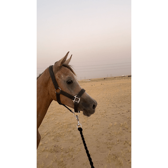 Picture of الخيل العربية الاصيلة مهر العمر ٢ سنة .
الاب / هلال الصافنات .
الام / العنقاء الصافنات .