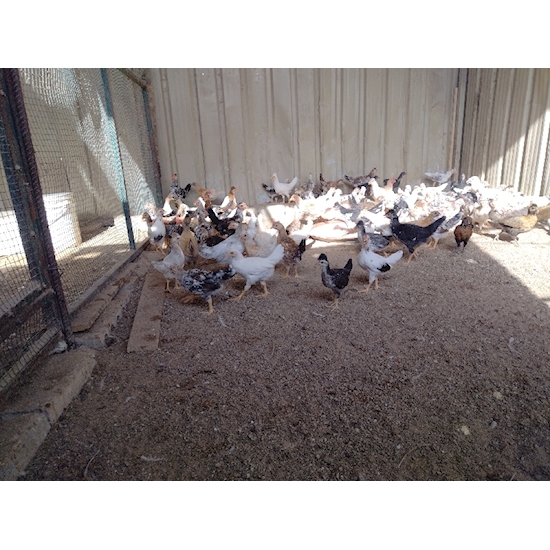 Picture of chicken sale